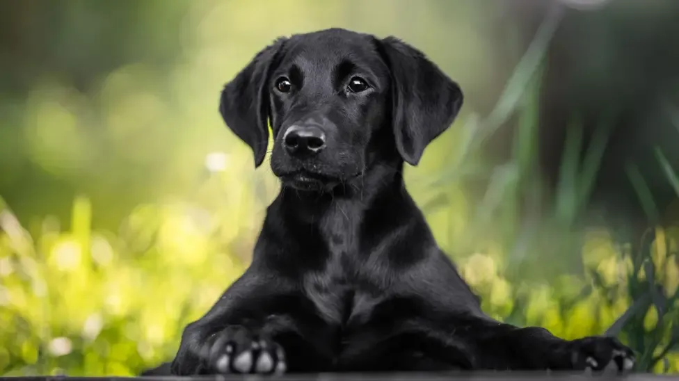 black labrador laying on some grass